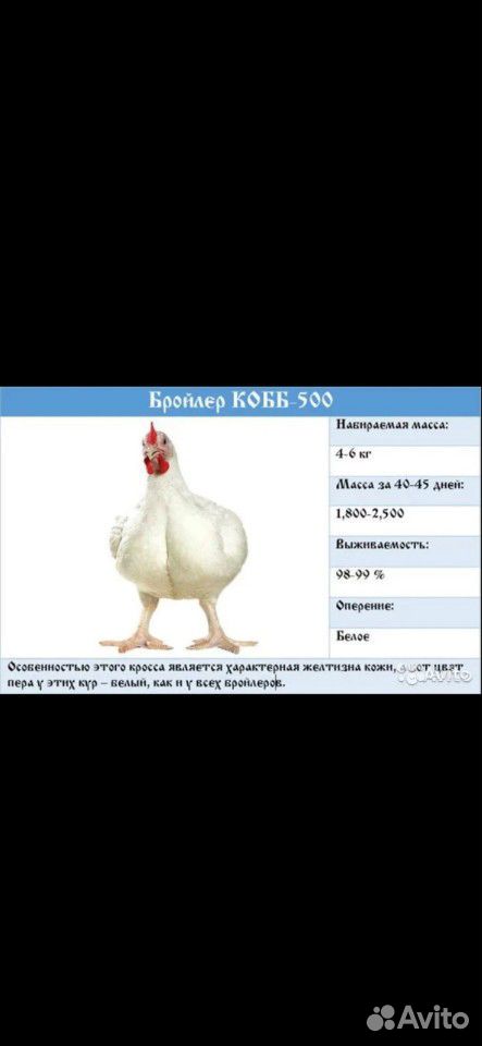 Продам суточных цыплят Бройлеров Кобб 500 купить на Зозу.ру - фотография № 2