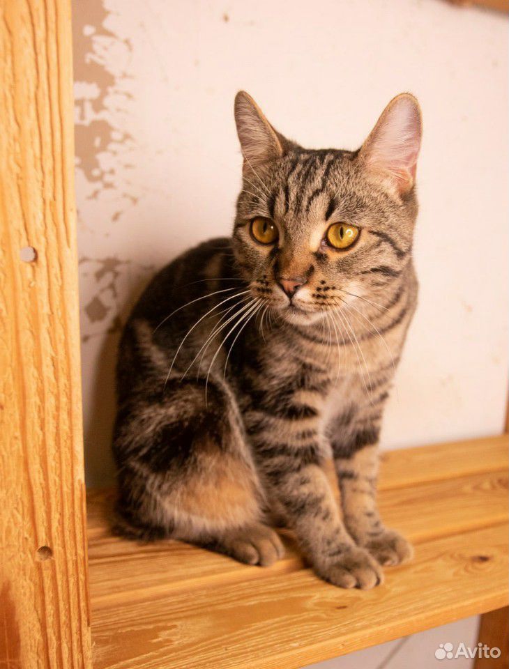 Шикарный кот ищет дом купить на Зозу.ру - фотография № 2