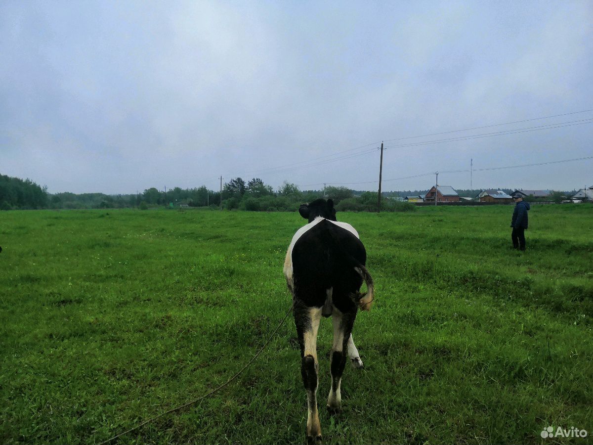 Продаю корову и тёлку 1 год купить на Зозу.ру - фотография № 1