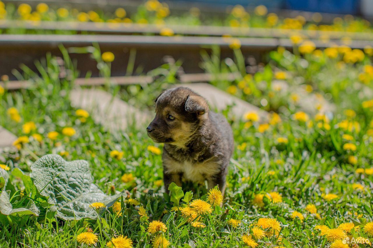 Бусинка - ласковый щенок ищет свою семью купить на Зозу.ру - фотография № 6