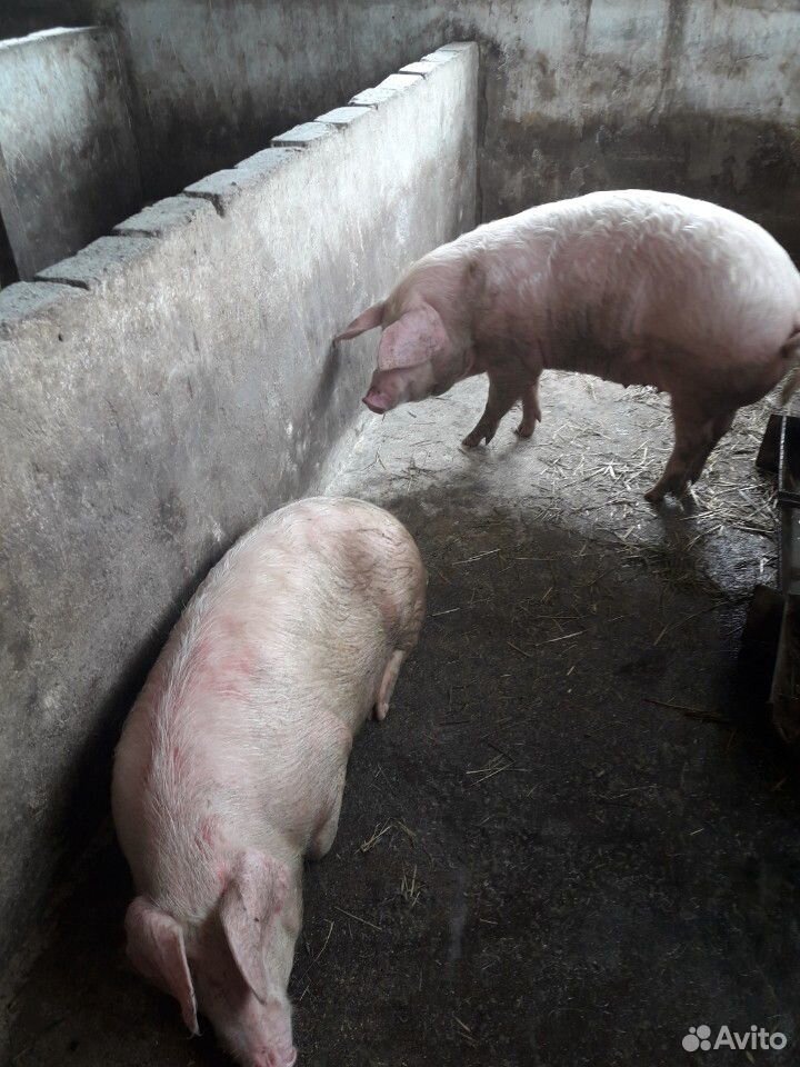 Молодняк свиней на мясо купить на Зозу.ру - фотография № 2