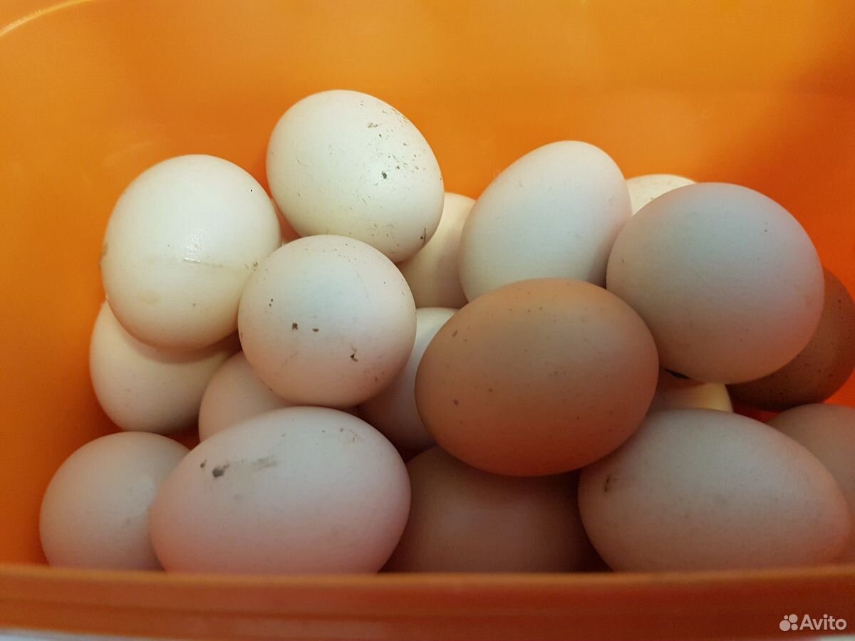 Яйца свежие куриные купить на Зозу.ру - фотография № 2