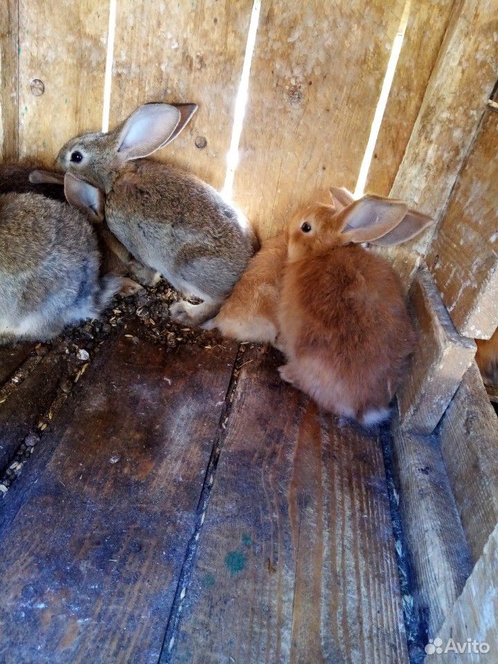 Продам породистых кроликов купить на Зозу.ру - фотография № 5