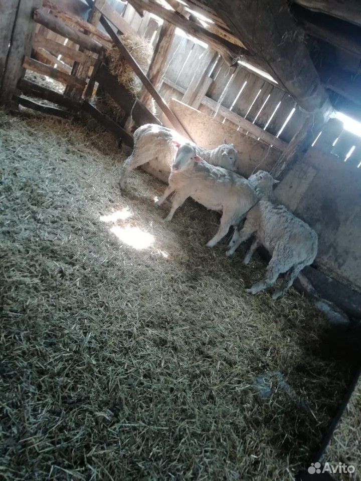 Овцы и бараны купить на Зозу.ру - фотография № 9