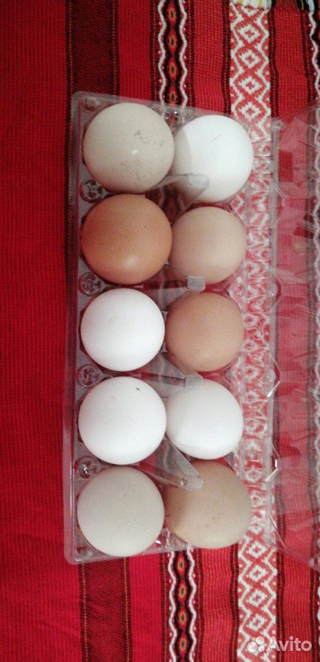 Домашние яйца купить на Зозу.ру - фотография № 1