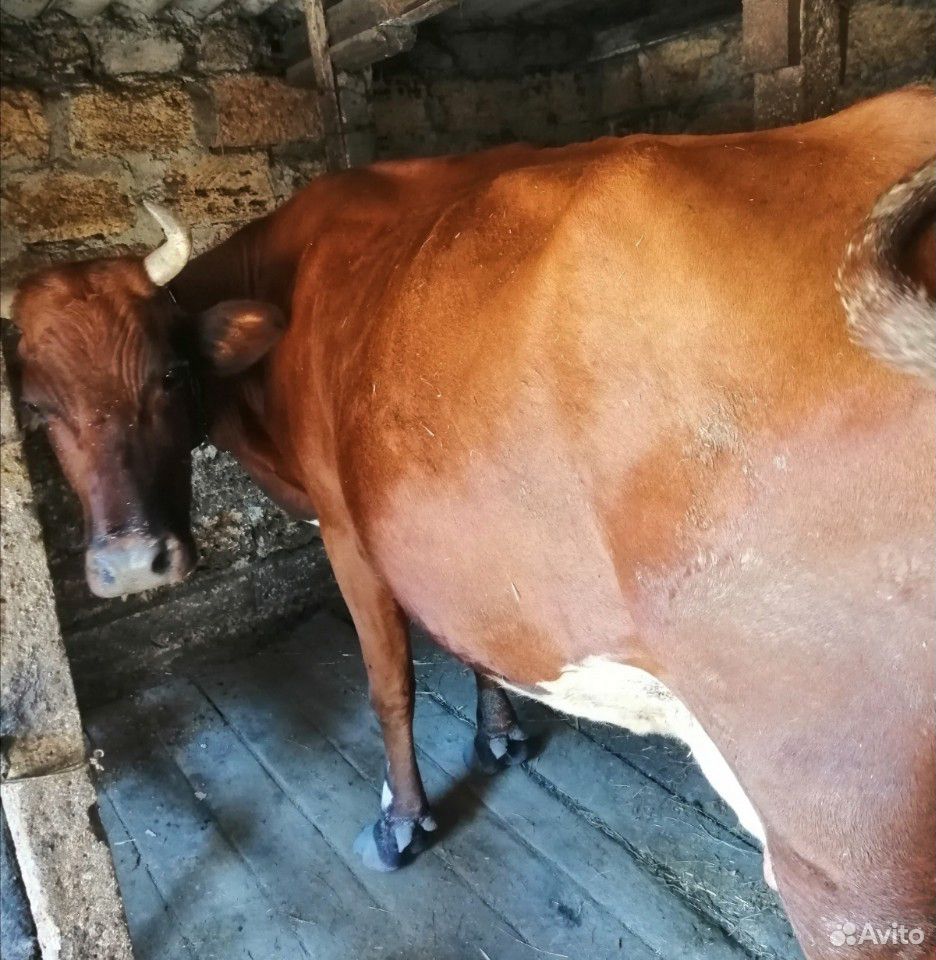 Продам молочную Корову купить на Зозу.ру - фотография № 1
