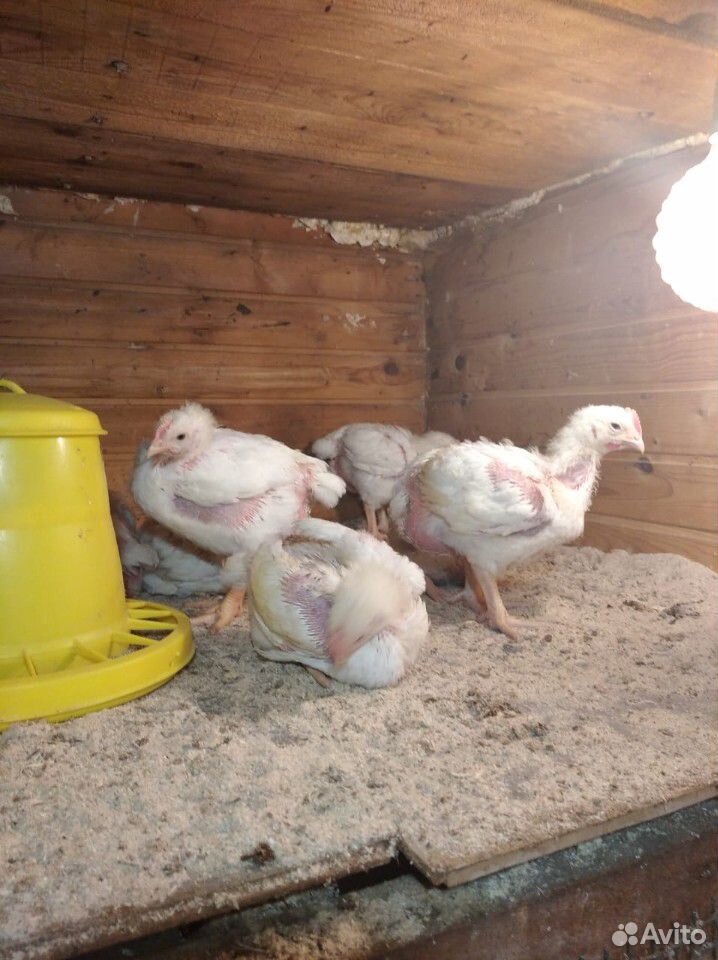 Мясо цыплят бройлеров,кур купить на Зозу.ру - фотография № 5