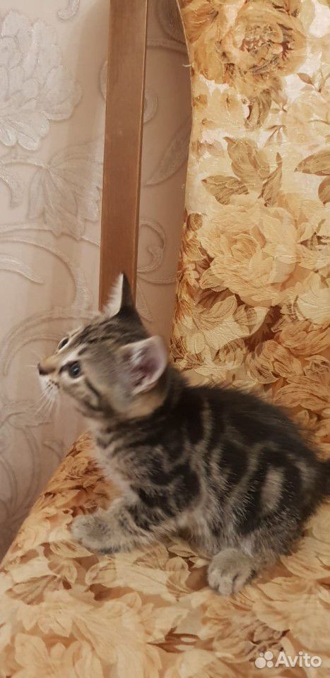 Котята в дар купить на Зозу.ру - фотография № 6