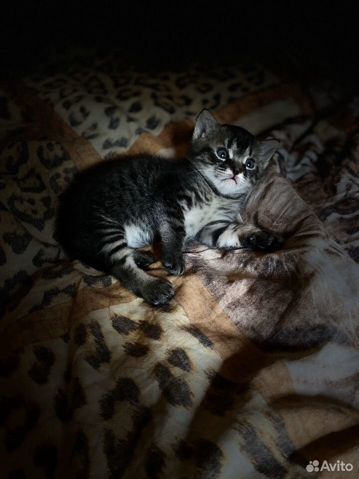 Кошка с котёнком купить на Зозу.ру - фотография № 2