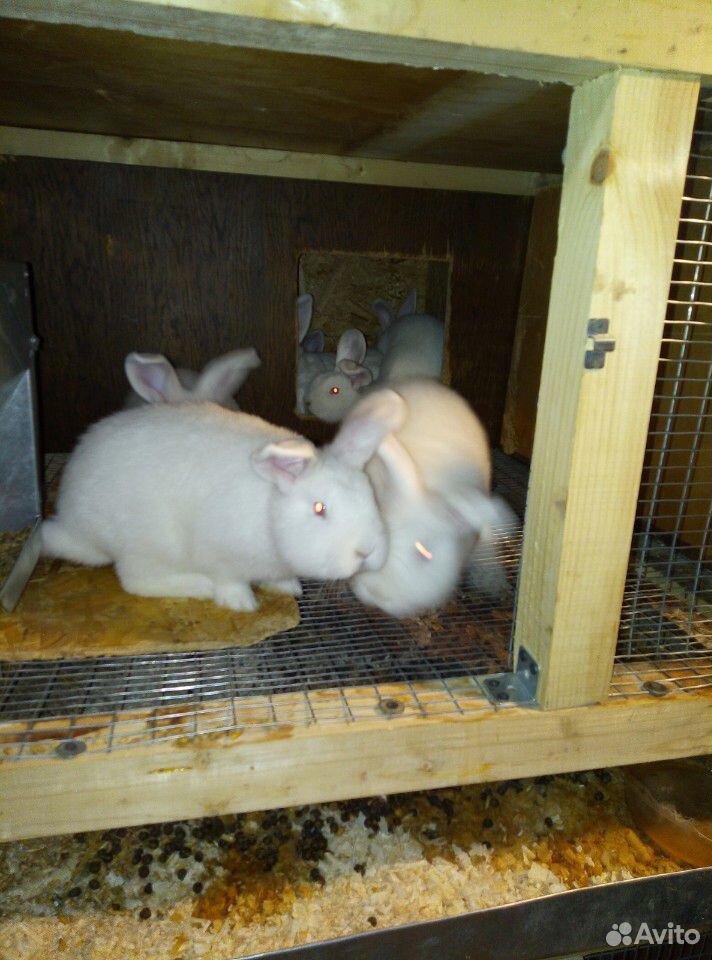 Крольчата Новозеландские белые купить на Зозу.ру - фотография № 4
