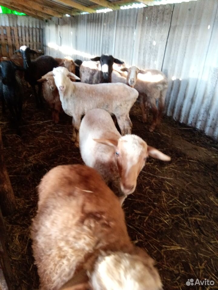 Овцы с ягнятами купить на Зозу.ру - фотография № 2