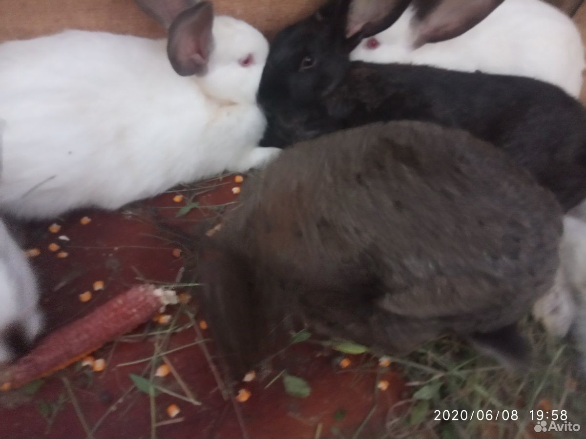Кролики Калифорния купить на Зозу.ру - фотография № 2