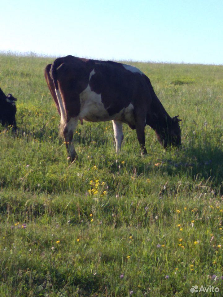 Корова 4 года купить на Зозу.ру - фотография № 4