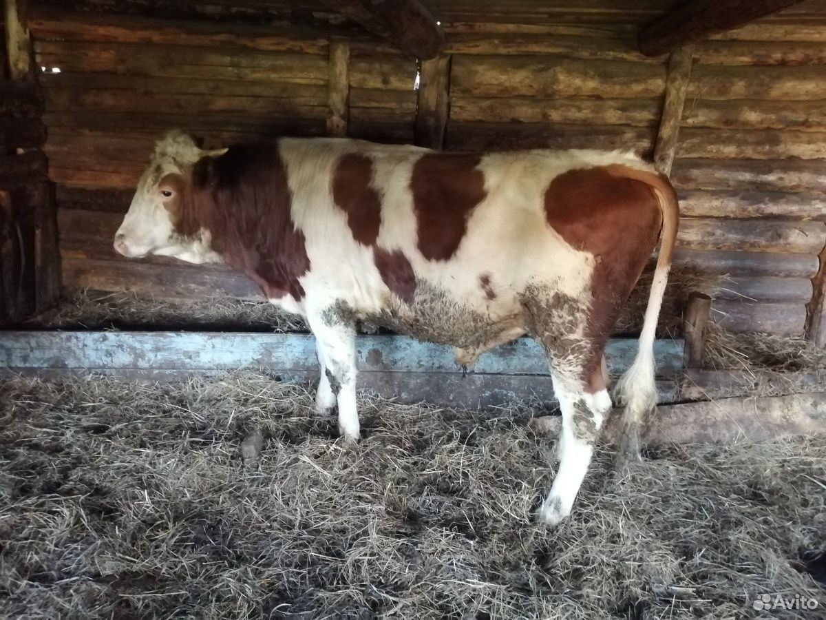Быки коровы купить на Зозу.ру - фотография № 1