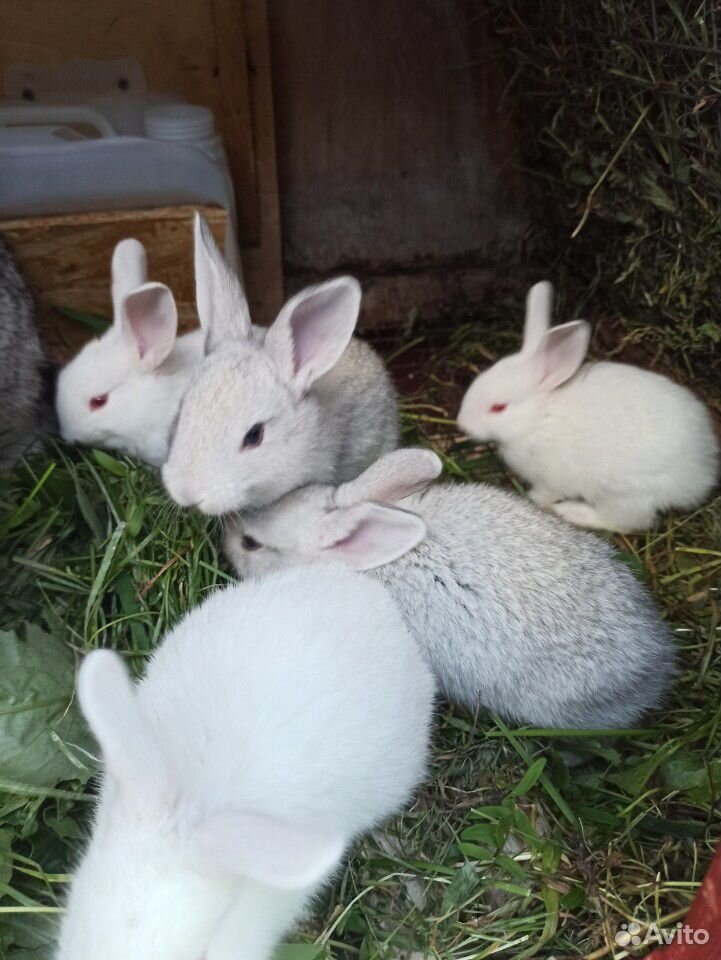 Крольчата.кролики купить на Зозу.ру - фотография № 4