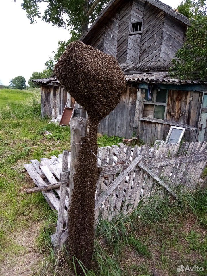 Продам рои средне русской пчелы купить на Зозу.ру - фотография № 2