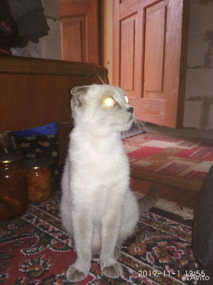 Кошка сиамская купить на Зозу.ру - фотография № 8