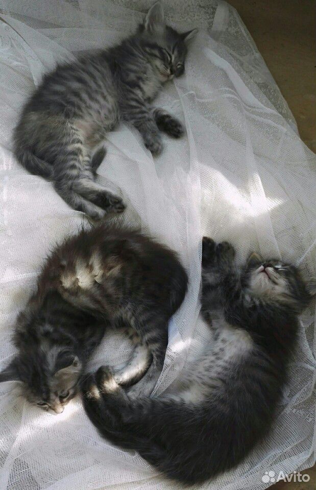 Три полосатых котенка ищут дом купить на Зозу.ру - фотография № 2