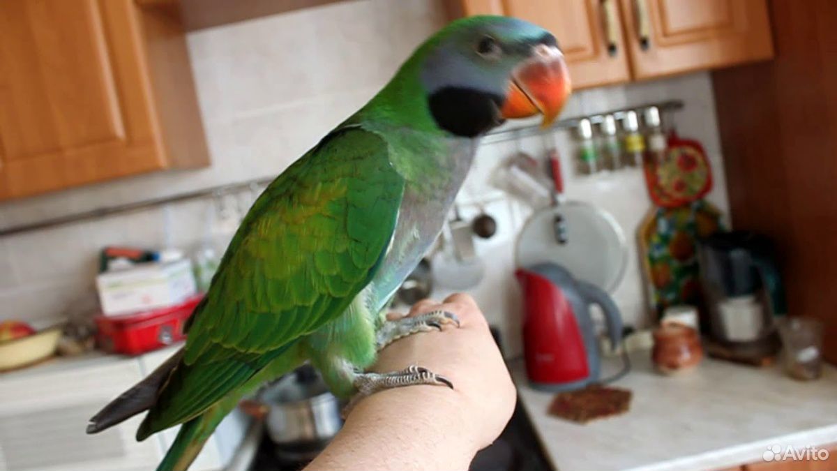 Ручной крупный попугай Китайский купить на Зозу.ру - фотография № 2