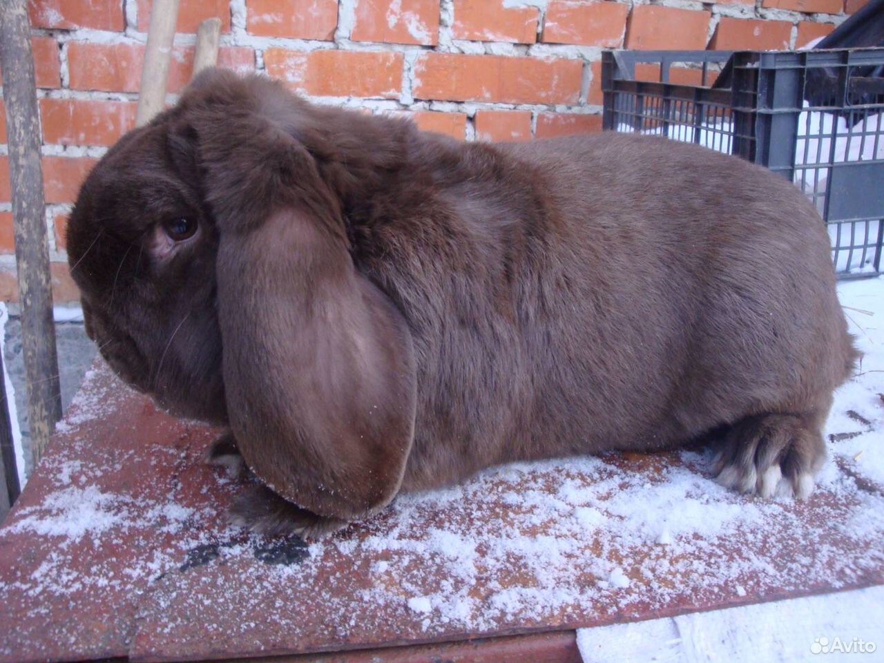 Кролики французский баран купить на Зозу.ру - фотография № 1