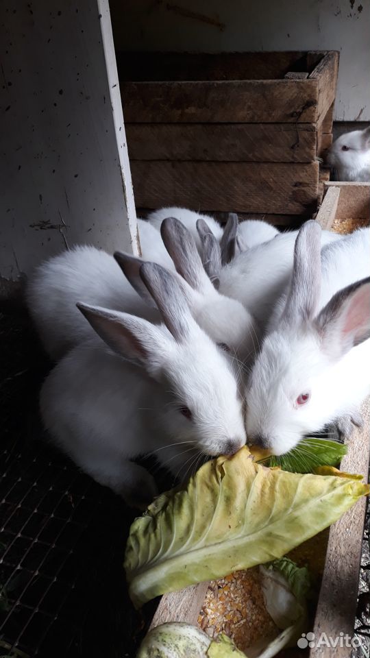 Кролики калифорнийцы молодняк 1.5 месяца купить на Зозу.ру - фотография № 1