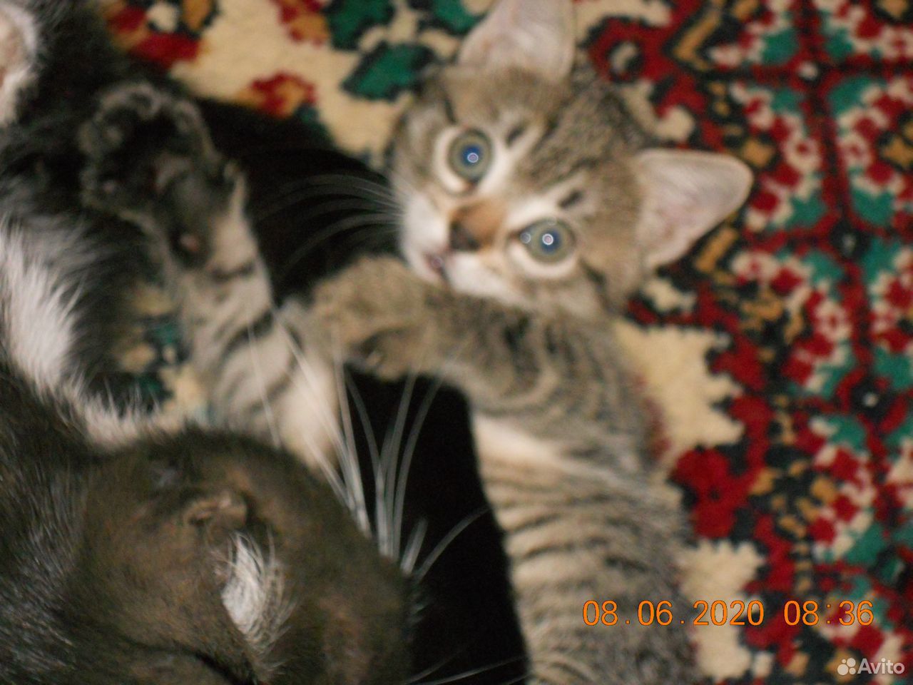 Кошки и котята купить на Зозу.ру - фотография № 3