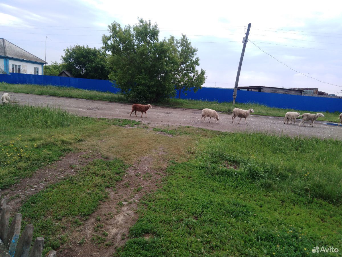 Продам овец купить на Зозу.ру - фотография № 6