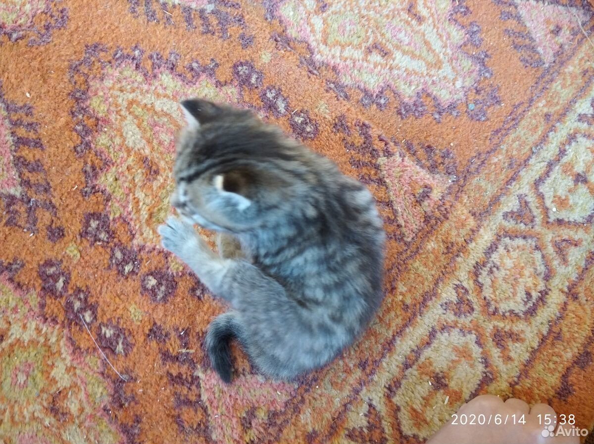 Подарю котёнка купить на Зозу.ру - фотография № 4