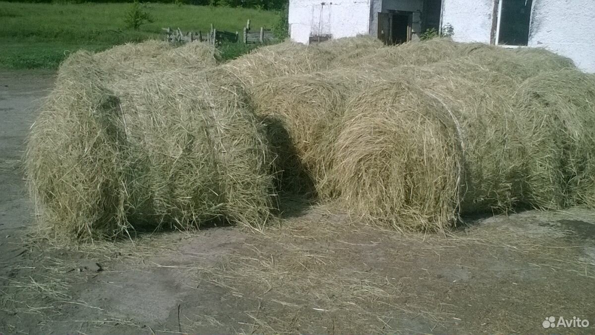 Купить сено свежие объявления. Купить сено в Крыму. Где можно купить сено в Брянске.