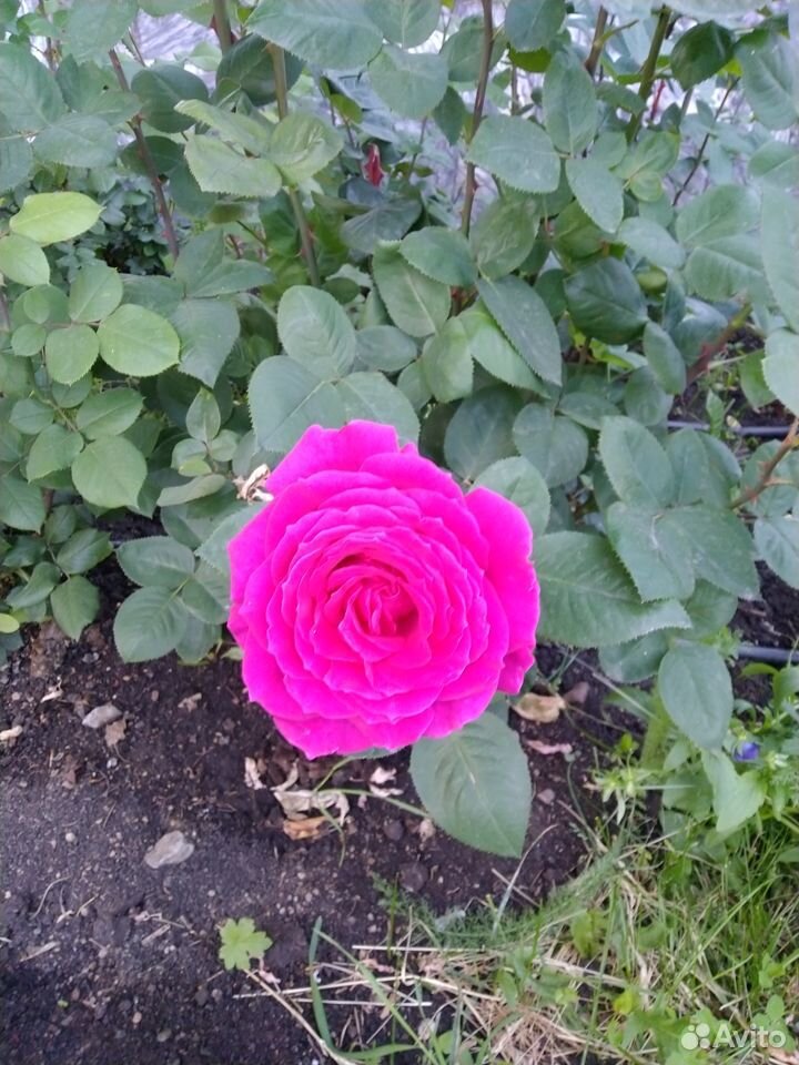 Розы кустовые купить на Зозу.ру - фотография № 2