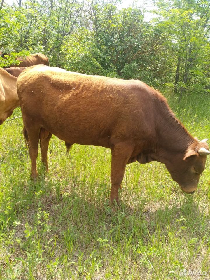 Корова телки бычки купить на Зозу.ру - фотография № 10