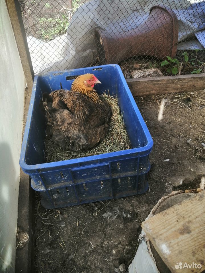 Выведу цыплят брам продам инкубационное яйцо купить на Зозу.ру - фотография № 7