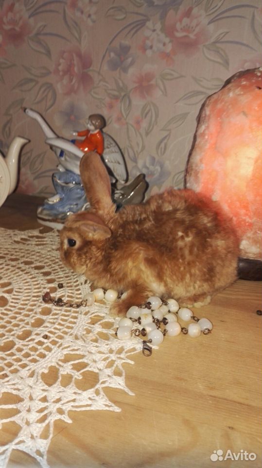 Крольчата для "уюта" в Сыктывкаре купить на Зозу.ру - фотография № 4