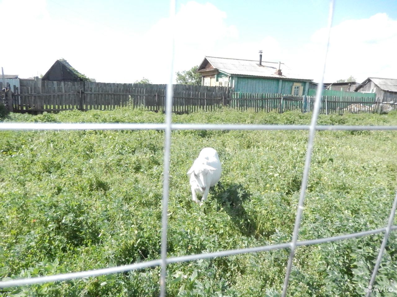 Предлагаю молочных коз с козлятами купить на Зозу.ру - фотография № 3