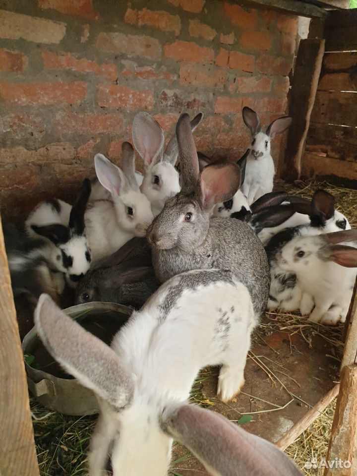 Продаются кролики различного возраста купить на Зозу.ру - фотография № 4