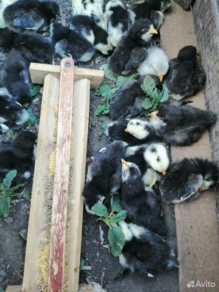Продам цыплят кохинхина купить на Зозу.ру - фотография № 3