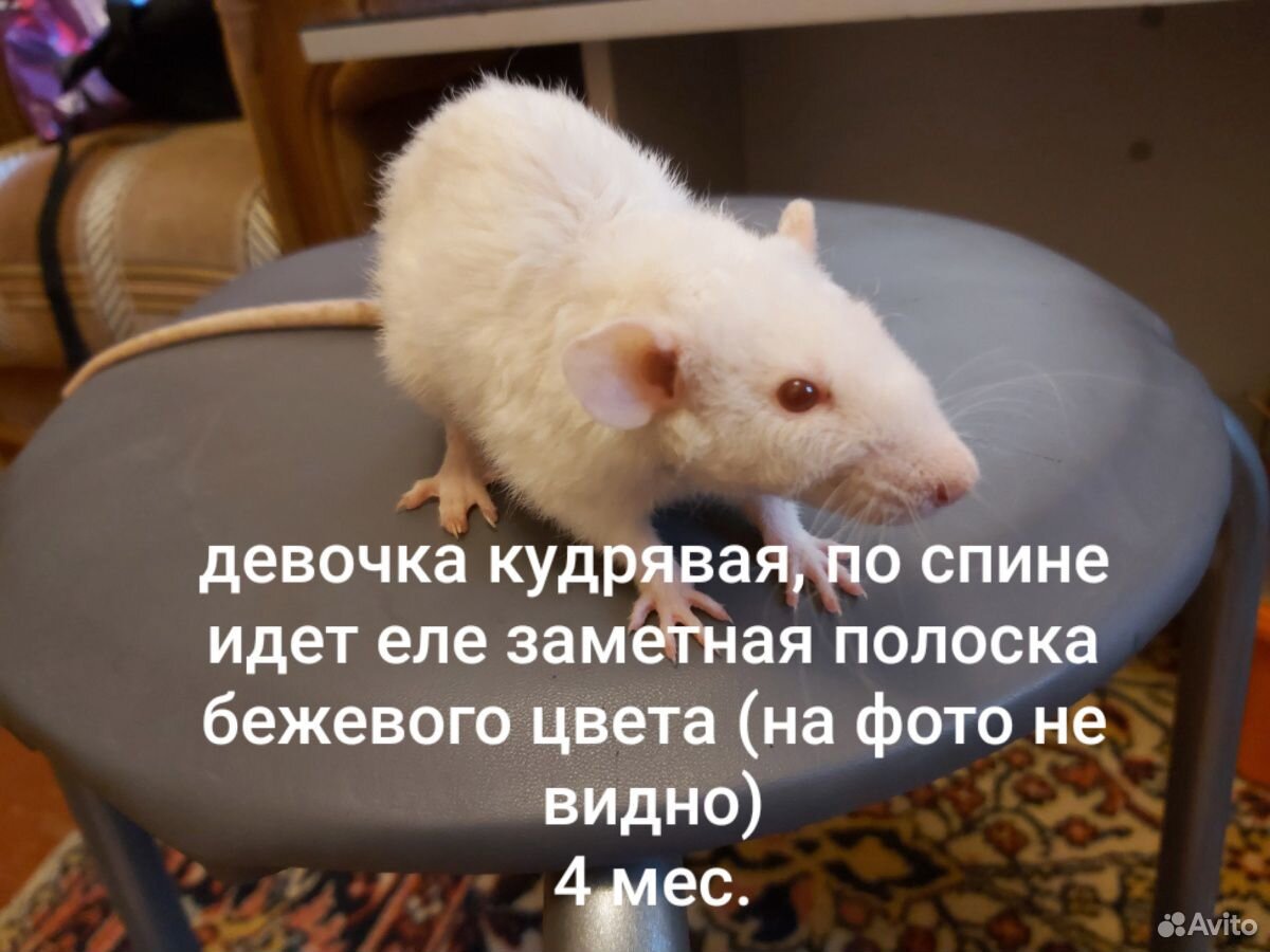 Крыса купить на Зозу.ру - фотография № 3