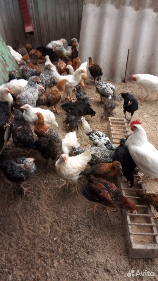 Цыплята подрощенные кур несушек купить на Зозу.ру - фотография № 3