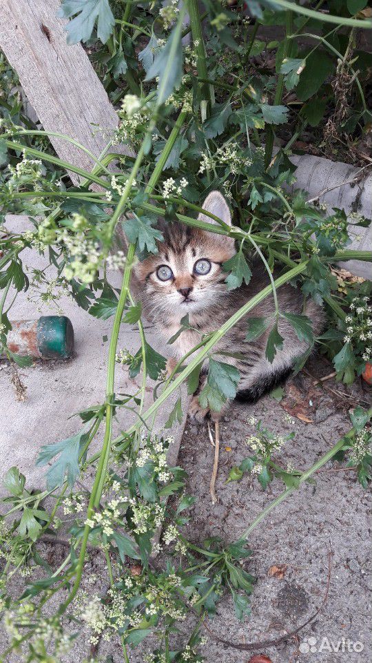 Отдам очаровательных котят купить на Зозу.ру - фотография № 1