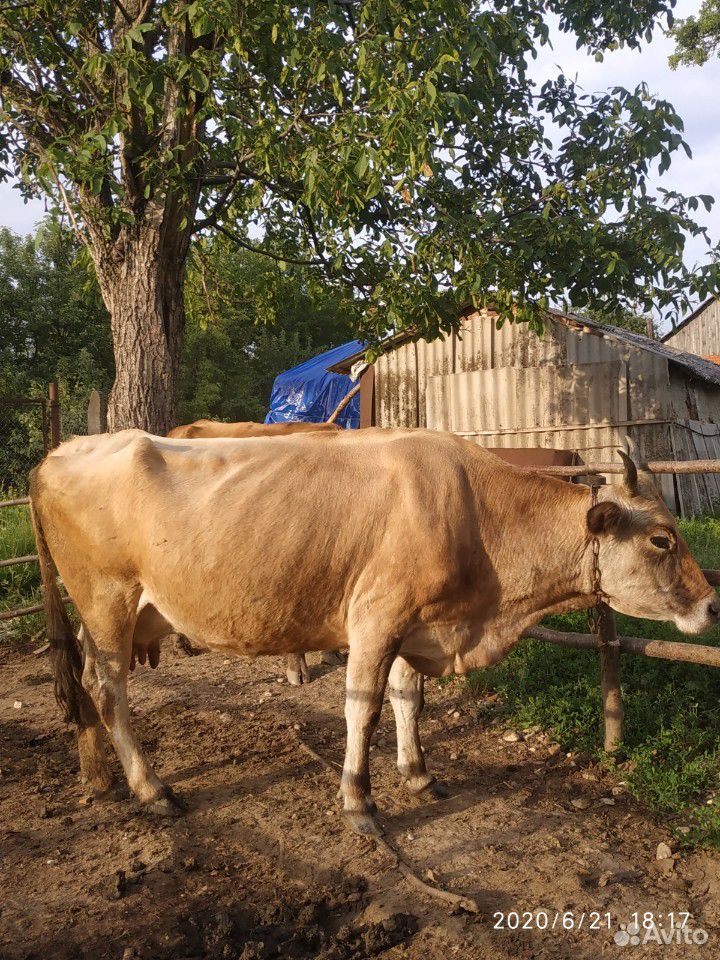 Корова с бычком купить на Зозу.ру - фотография № 9