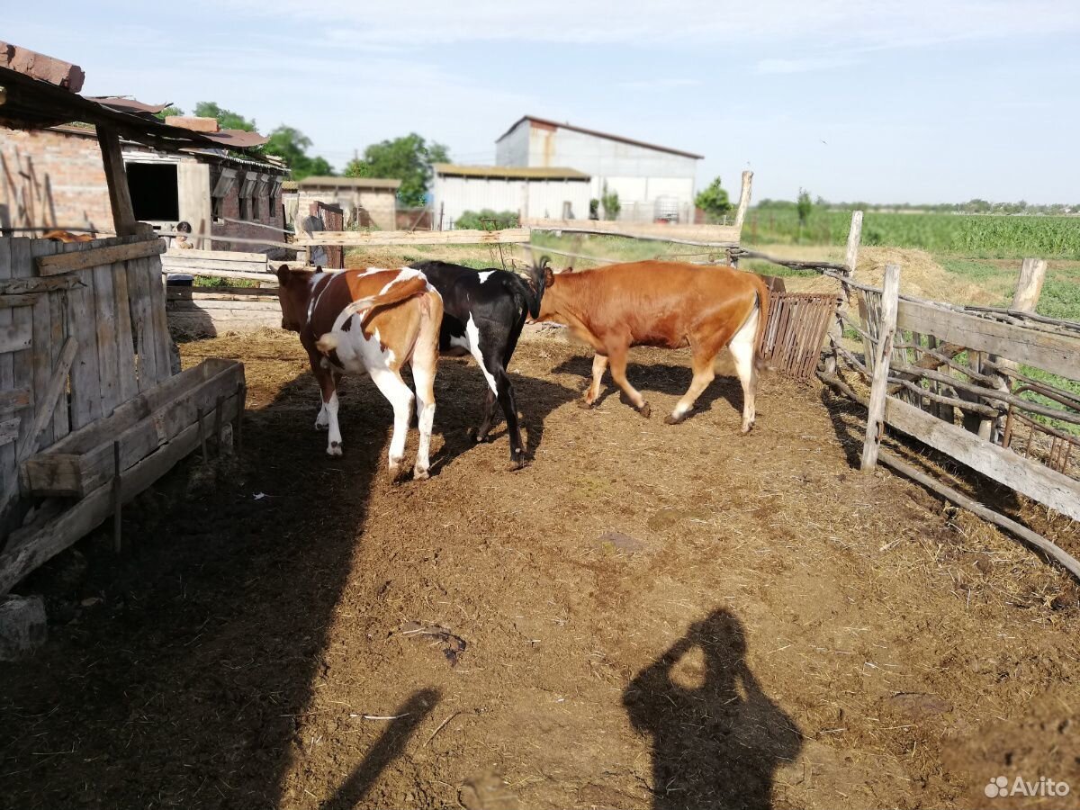 Продам хороших тёлок на коров купить на Зозу.ру - фотография № 3