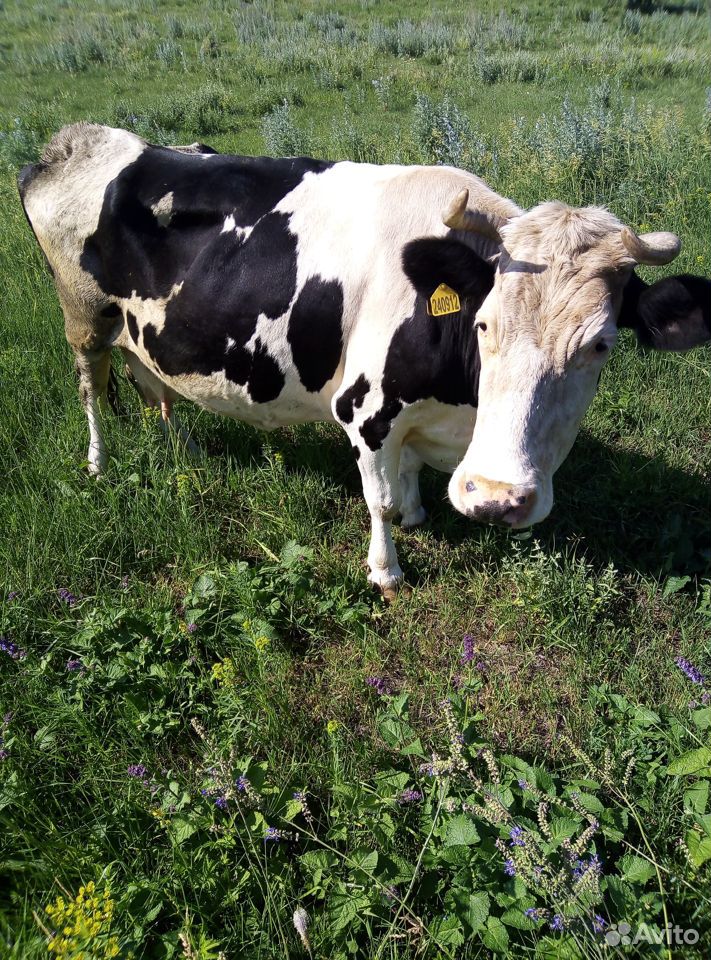 Продаются коровы купить на Зозу.ру - фотография № 6