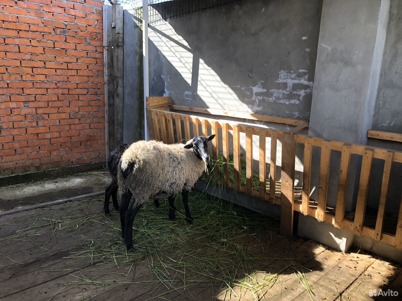 Романовская овца (беремена) купить на Зозу.ру - фотография № 2