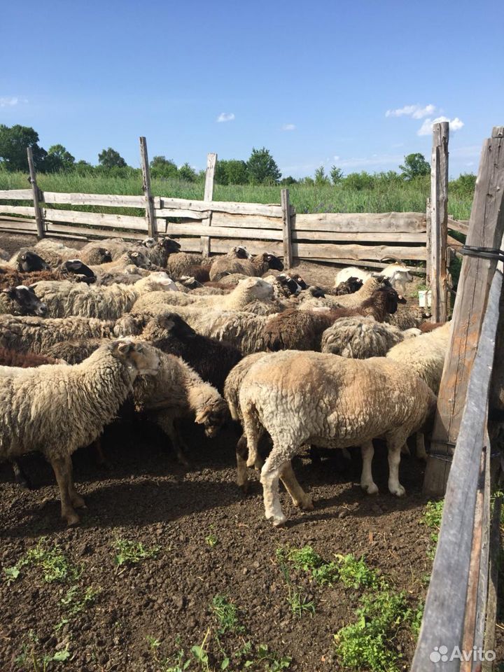 Бараны, овцы, ягнята купить на Зозу.ру - фотография № 5
