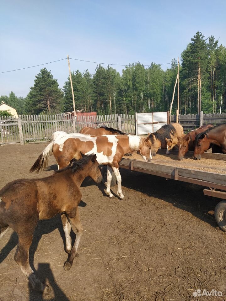 Продам лошадей купить на Зозу.ру - фотография № 6