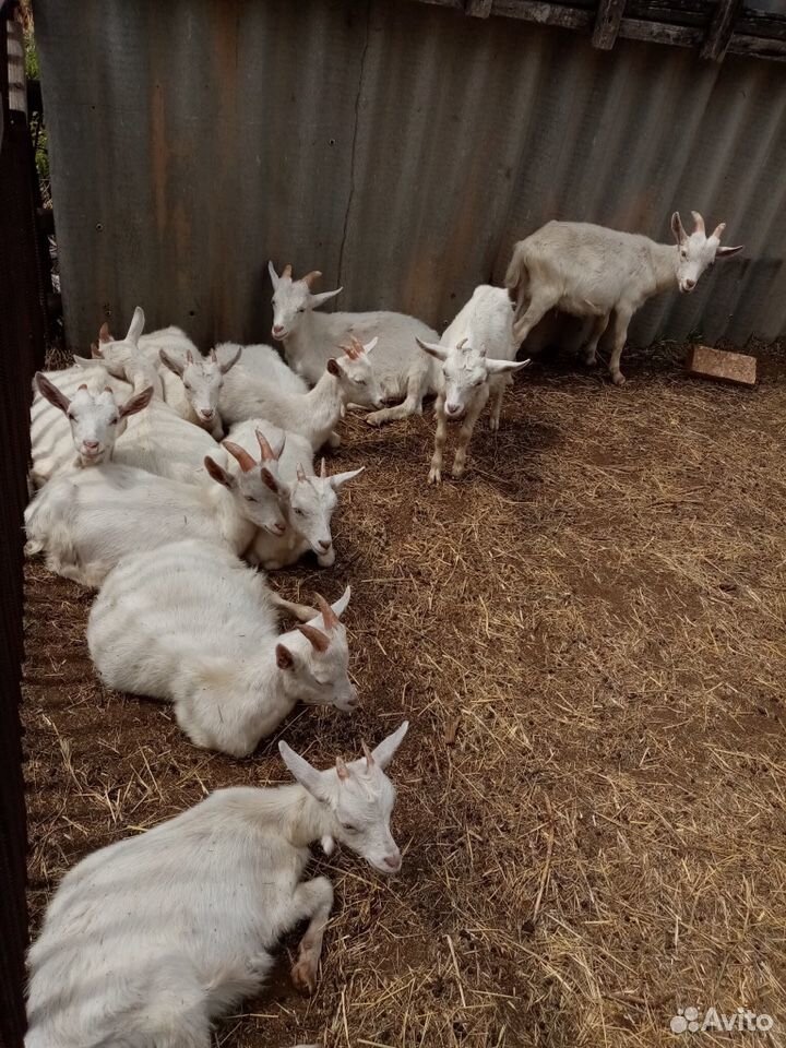 Русские белые козы купить на Зозу.ру - фотография № 1