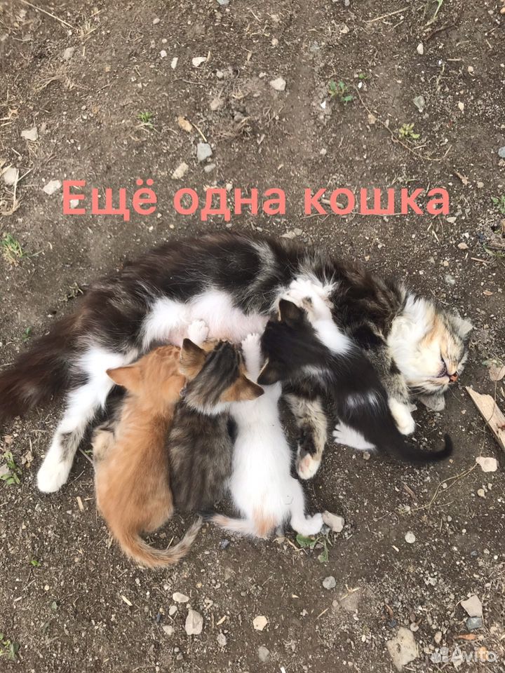 Хорошие котята в добрые руки купить на Зозу.ру - фотография № 10