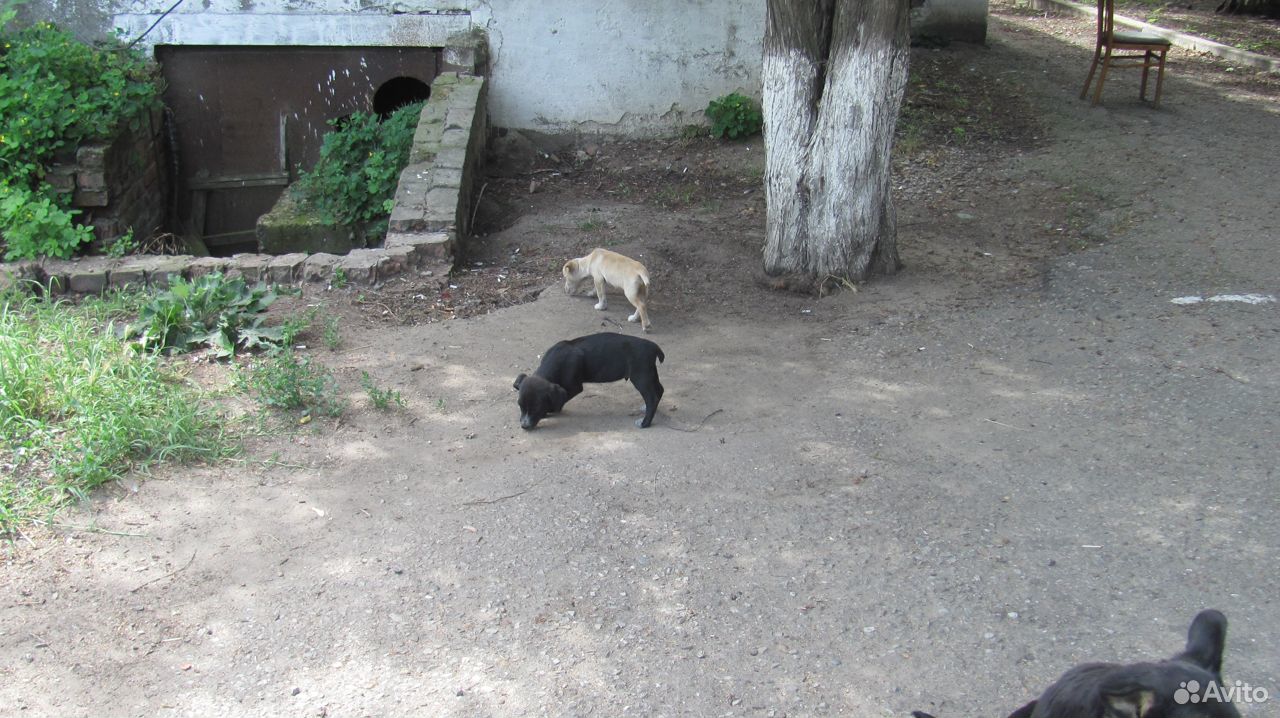 Помогите спасти щенков купить на Зозу.ру - фотография № 4