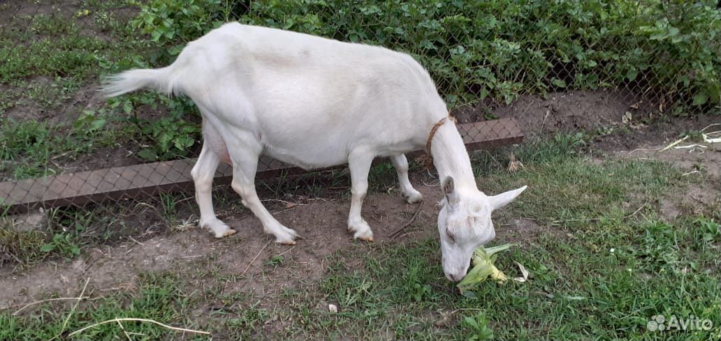 Высокоудойная коза купить на Зозу.ру - фотография № 6