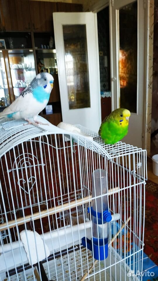 Два волнистых попугая с клеткой купить на Зозу.ру - фотография № 1
